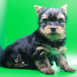 Yorkshire Terrier Puppies from Essence of Grace Yorkies