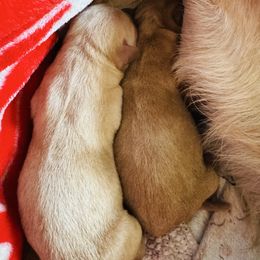 Male 2 - Yellow male Labrador Retriever puppy in Lyman, Nebraska from Ruzicka Family Labradors LLC