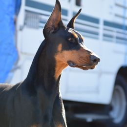 Doberman Pinscher All Grown Up from Thunder Mtn Kennels