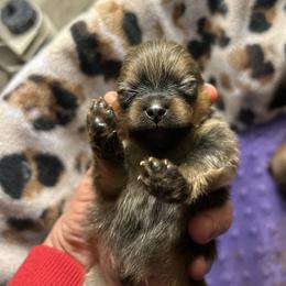 Peanut - Orange sable male Pomeranian puppy in Zavalla, Texas from Precious Puff Poms