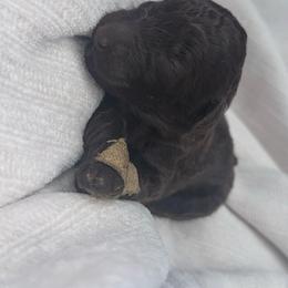 Brioche - Brown female Poodle puppy in Grovetown, Georgia from PND Kennel