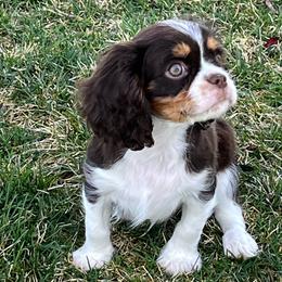 Newt - Tri-color male Cavalier King Charles Spaniel puppy in Caldwell, Idaho from Treasure Valley Poodles