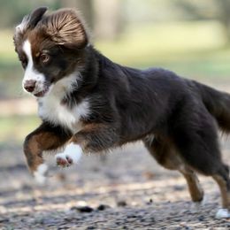 Australian Shepherd and Miniature Australian Shepherd Puppies from Integrity Aussies Tx