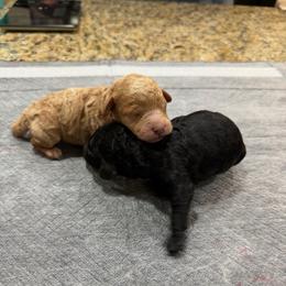 Rogan - Red  male Poodle puppy in Florence County, South Carolina from Modern Family Standards