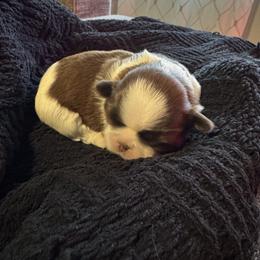 Reese's - Liver and white male Shih Tzu puppy in Hermiston, Oregon from Butterfly Shih Tzu Pups