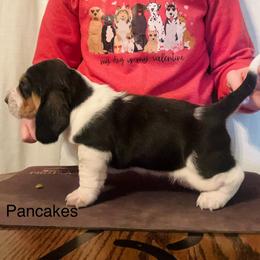 Pancake - Black white and brown female Basset Hound puppy in Fayette, Missouri from Lazy B Bassets and Dalmatians