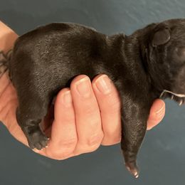 Rory - Brindle female French Bulldog puppy in Pueblo, Colorado from Double B Bulldogs