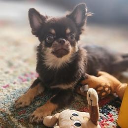 AKC Fluffy Girl - Chocolate and tan female Chihuahua puppy in Brooklyn, New York from Nadezhda's Chihuahuas