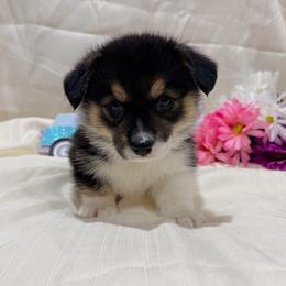Briar - Black and tan male Pembroke Welsh Corgi puppy in El Dorado Springs, Missouri from Trixie Dixie