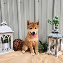Leo - Sesame male Shiba Inu puppy in Illinois from Precious-Puppies