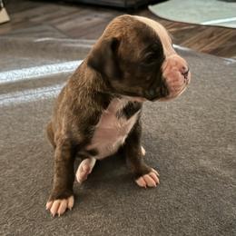 Boy 1 - Brindle male Boxer puppy in Volusia County, Florida from TKR Boxers