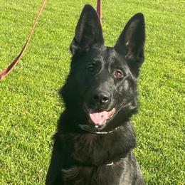 Doit vom Bockseer-Moor - Black female German Shepherd puppy in Harvard, Illinois from Aus Dem Meer German Shepherds