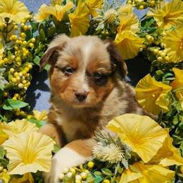 Holly - Red merle female Miniature Australian Shepherd puppy in Sandown, New Hampshire from Ashby Lou Aussies