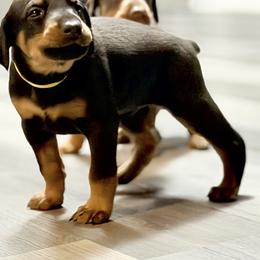 Girl 1 - Black and rust female Doberman Pinscher puppy in Vicksburg, Mississippi from Mississippi K9 Kennel