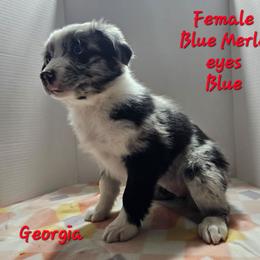 Georgia - Blue merle female Australian Shepherd puppy in Crestline, Ohio from High Desert Aussies