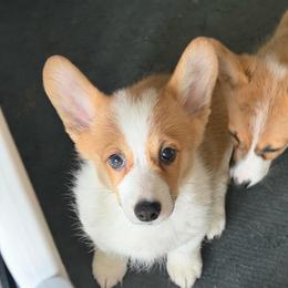 Liberty - Sable female Pembroke Welsh Corgi puppy in Nevada, Iowa from Rogers AKC Corgis of Iowa.