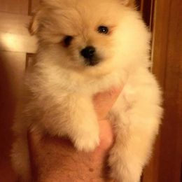 Pomeranian Puppies from DeMi Poms