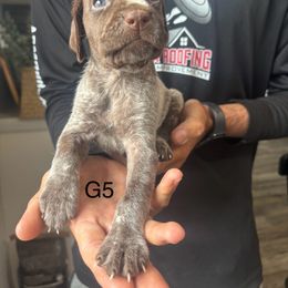 Girl 5 - Liver roan female German Shorthaired Pointer puppy in Morriston, Florida from Golden Pointers