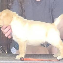 Male 2nd Pick - Yellow male Labrador Retriever puppy in Andrews, South Carolina from Leyland Cypress Retrievers