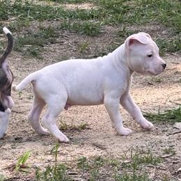 Vincent - White male American Staffordshire Terrier puppy in Lizella, Georgia from Àine Amstaffs