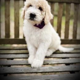 Morpho- purple collar female - Parti female Goldendoodle puppy in Silsbee, Texas from Barkley Lane Doodles LLC