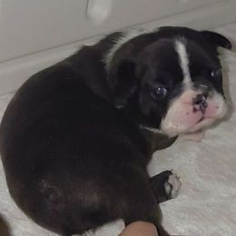 Zoey - Seal brindle and white female Boston Terrier puppy in Brick, New Jersey from Meatloaf's Boston