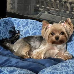 Yorkshire Terrier puppies from Pooch Perfect Puppies
