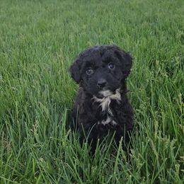 Miss Blueberry - Black and white female Portuguese Water Dog puppy in Saratoga Springs, Utah from Utah Lake Porties