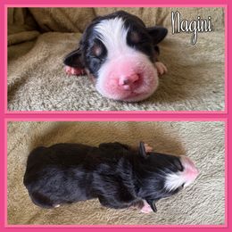 Nagini - Black rust and white female Bernese Mountain Dog puppy in Merrill, Michigan from Happy Tails Family Farm