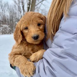 Boy 2-royal blue - Red  male Goldendoodle puppy in Mattawan, Michigan from Doodifuldoods