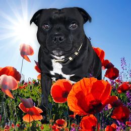 Brandy - Staffordshire Bull Terrier