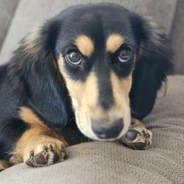 Murphy - Black and cream male Dachshund puppy in Pasco, Washington from Loyal Lil Dachshunds