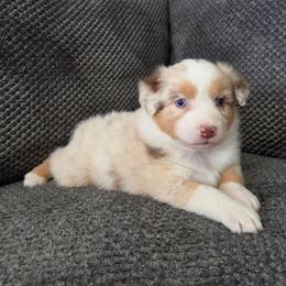 Sugar (Green) - Red merle female Australian Shepherd puppy in Vona, Colorado from Dyna Aussies