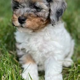 Bernedoodle, Cavapoo, Goldendoodle, and Poodle Puppies from Christine Greenberg