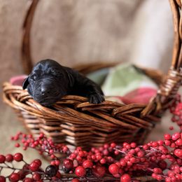 Ranger - Black male Labrador Retriever puppy in Sweet Home, Oregon from Knotty Creek Labradors