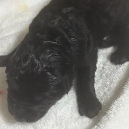 German Shepherd puppies from German Shepherds of Virginia