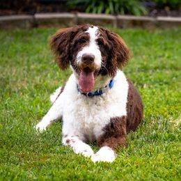 Bernedoodle, Saint Berdoodle, and Sheepadoodle Puppies from Yankee Doodle Puppies