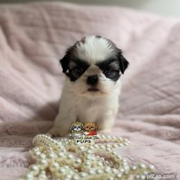Callie - Tricolor female Shih Tzu puppy in Walkertown, North Carolina from Lil’ Bit’s Shih Tzu