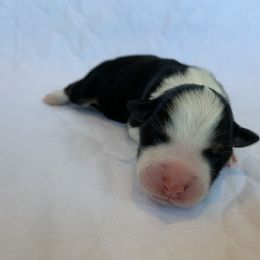 Dolce - Australian Shepherd puppy in St. Augustine, Florida from Ancient City Aussies