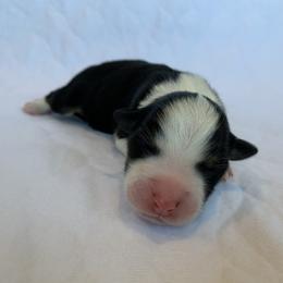 Dolce - Australian Shepherd puppy in St. Augustine, Florida from Ancient City Aussies