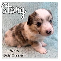 Story( Fluffy, Bluie carrier) - Brindle merle and white female American Corgi puppy in Scottown, Ohio from Wyndy Ridge Corgis