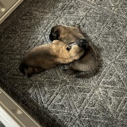 Belgian Malinois Puppies from MonStar Malinois