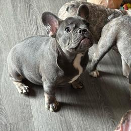 Diamond - Blue female French Bulldog puppy in Washington from Pawcific Coast Bullies