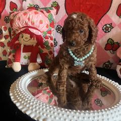 Assorted Doodle Crosses, Maltese, and Poodle Puppies from House of Poodles