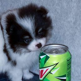 Pomeranian Puppies from Pawsome Poms