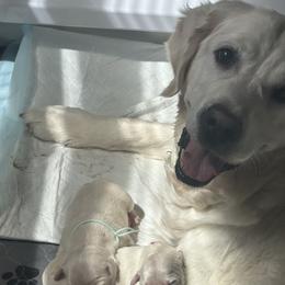 Willow - Golden Retriever