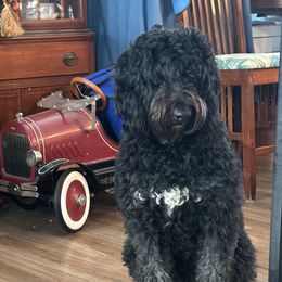 Darci - Bernedoodle