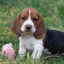 Idaho - Black brown and white female Basset Hound puppy in Idaho from Welcome Home Bassets