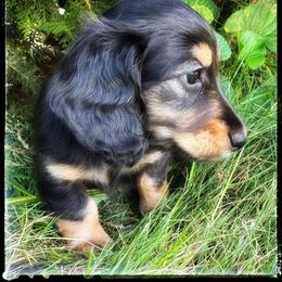 Storm (3000) - Black and tan female Dachshund puppy in Albany, Wisconsin from Deglow’s Doxies