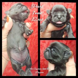 Pearl - Black female Shih Tzu puppy in Maize, Kansas from Air Capital Shih Tzu Puppies